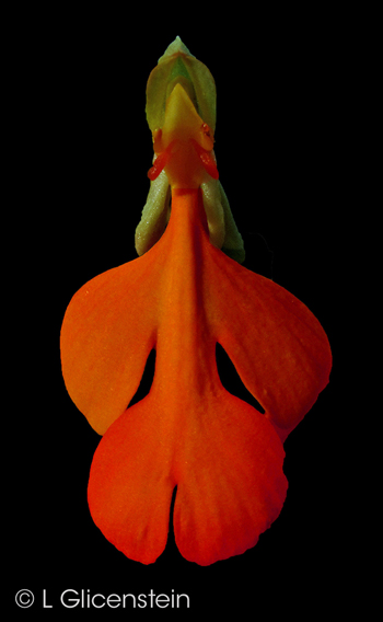 Habenaria rhodoceila red.lglg